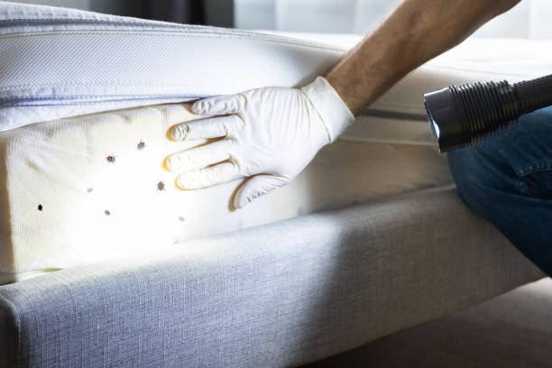 Best Insect Control  in Ferron, UT